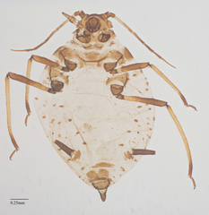 Aphis
