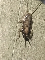 Parellipsidion latipenne