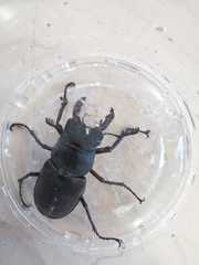 Lucanus cervus
