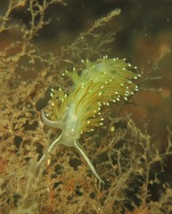 Apata pricei