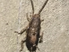 Parellipsidion latipenne