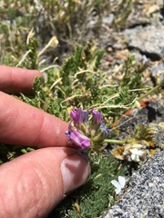 Oxytropis borealis viscida
