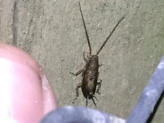 Parellipsidion latipenne