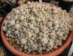 Escobaria sneedii sneedii