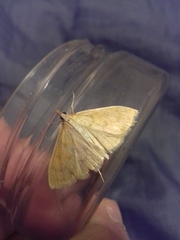 Paratalanta pandalis