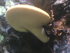 Buglossoporus quercinus