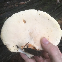 Buglossoporus quercinus