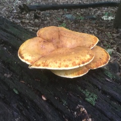 Buglossoporus quercinus