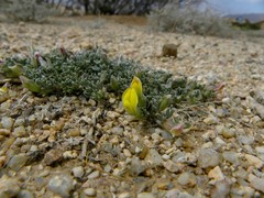 Argyrolobium microphyllum