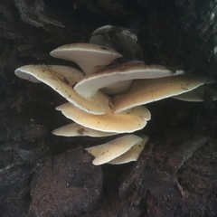 Buglossoporus quercinus