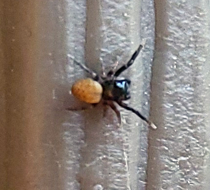 Nell's Tiny Jumping Spider photo 4