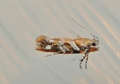 Aristotelia devexella