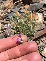 Oxytropis parryi