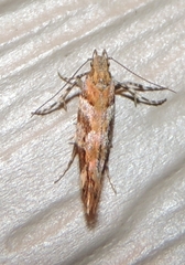 Aristotelia devexella