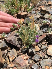 Oxytropis parryi