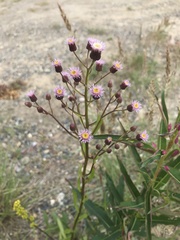 Erigeron acris kamtschaticus