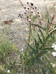 Erigeron acris kamtschaticus