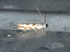 Phyllonorycter comparella