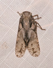 Calyptoproctina