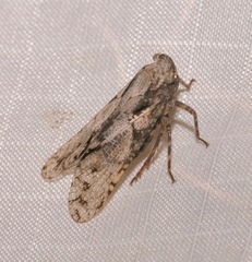 Calyptoproctina