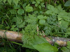 Conioselinum chinense