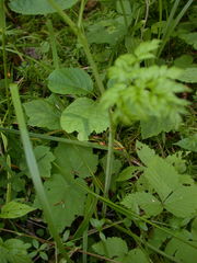 Conioselinum chinense