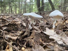 Amanita elliptosperma