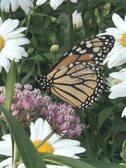 Danaus plexippus
