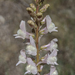 Linaria nivea - Photo (c) enriqueht, some rights reserved (CC BY-NC)