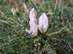 Astragalus tragacantha