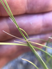 Carex geyeri