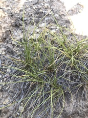 Carex geyeri