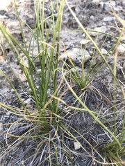 Carex geyeri
