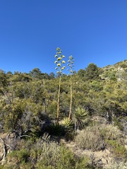 Agave deserti