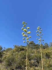 Agave deserti