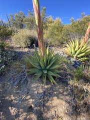 Agave deserti