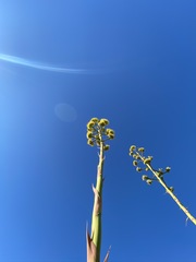 Agave deserti