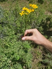 Packera streptanthifolia