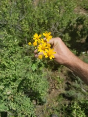 Packera streptanthifolia