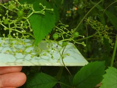 Causonis japonica