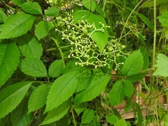 Causonis japonica