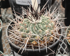 Thelocactus rinconensis