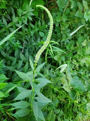 Veronicastrum