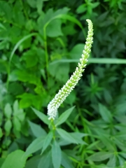 Veronicastrum