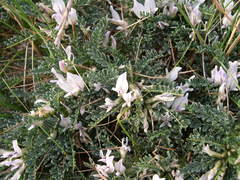 Astragalus tragacantha