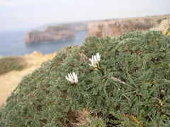 Astragalus tragacantha