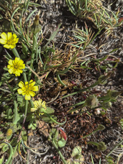 Arnoseris minima