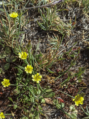 Arnoseris minima
