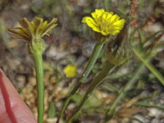 Arnoseris minima