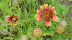 Gaillardia pulchella image